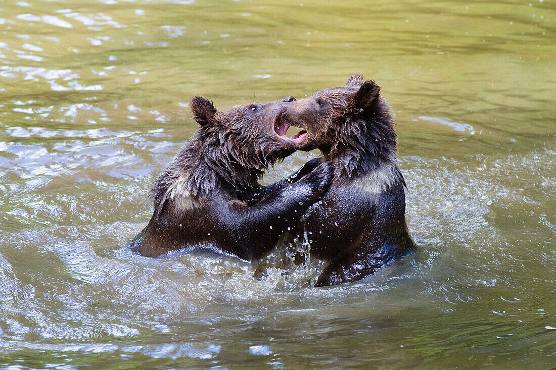 Junge Braunbären spielen im Wasser, Ursus arctos, Nationalpark Bayerischer Wald, Niederbayern, Deutschland, Europa