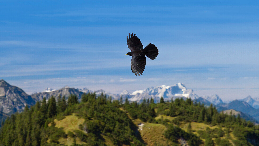 Alpendohle im Flug, Alpen, Zugspitze, Wettersteingebirge,  Oberbayern, Deutschland