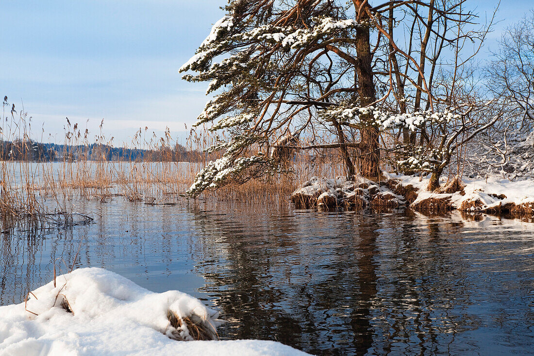 Fir at lake in winter, Pinus sylvestris, Großer Ostersee, Upper Bavaria, Bavaria, Germany, Europe