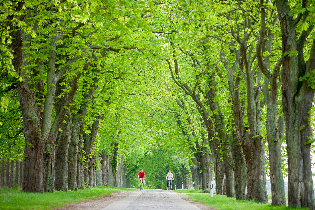 Junges Paar auf Fahrrädern radelt entlang Allee, nahe Ahrensberg, Mecklenburgische Seenplatte, Mecklenburg, Deutschland, Europa