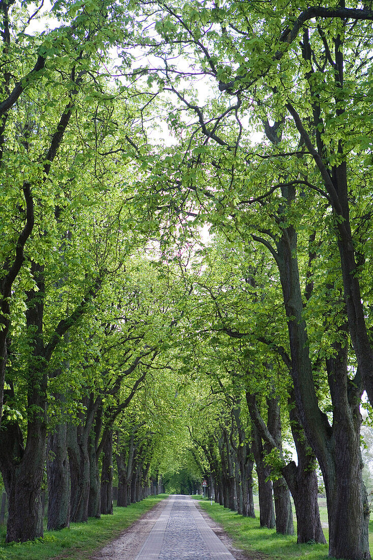 Tree-lined path near Ahrensberg, Mecklenburgian Lake District, Mecklenburg-Pomerania, Germany