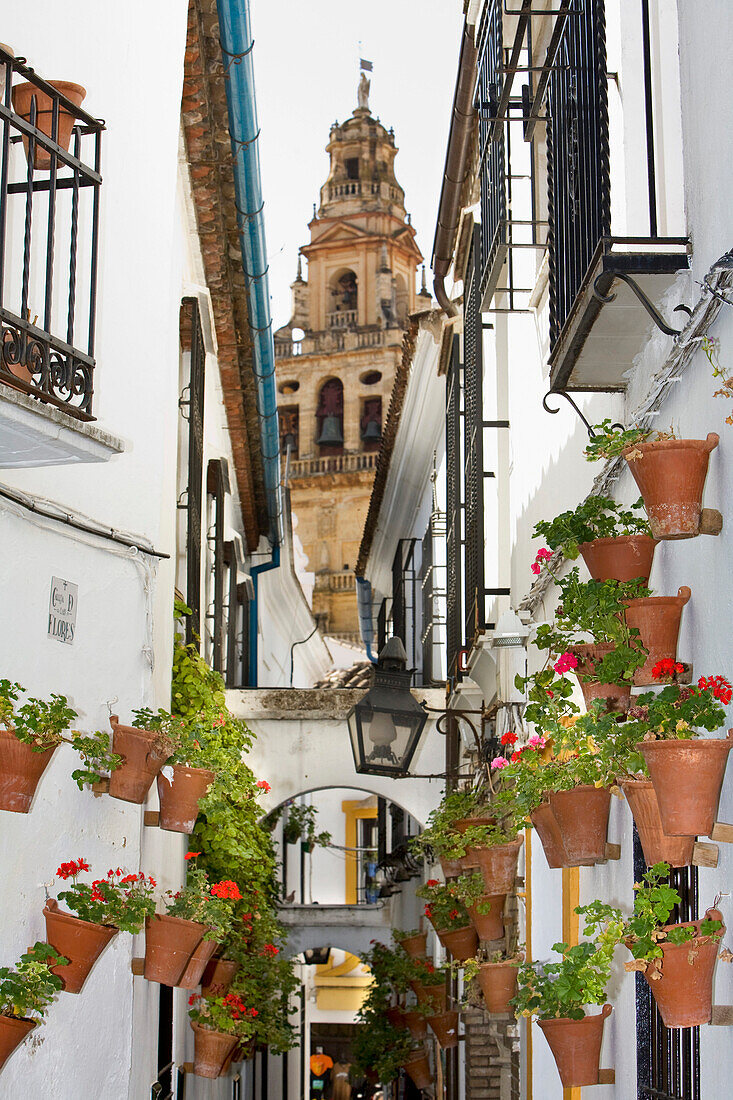 Gasse in der Altstadt, Mezquita–Catedral im Hintergrund, Cordoba, Andalusia, Spanien