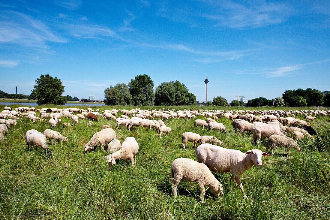 Schafe auf den Rheinwiesen, Düsseldorf, Nordrhein-Westfalen, Deutschland, Europa