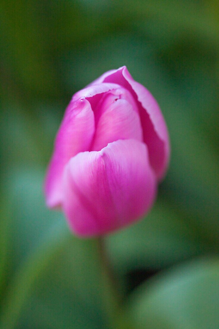 Pink Flower, Netherlands