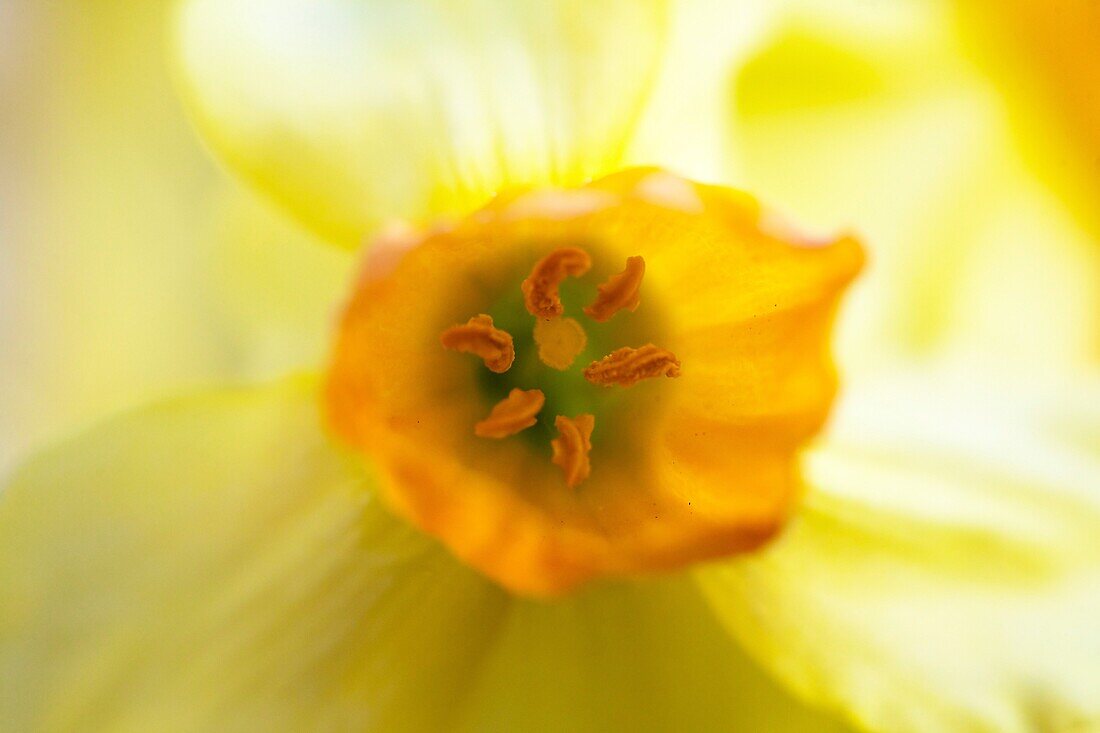 Inside of a Yellow Tulip, Netherlands