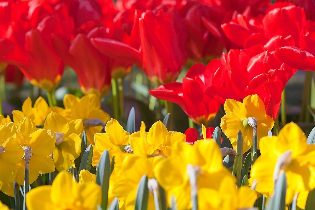 Red Tulipd and Yellow Daffodils Fields, Netherlands