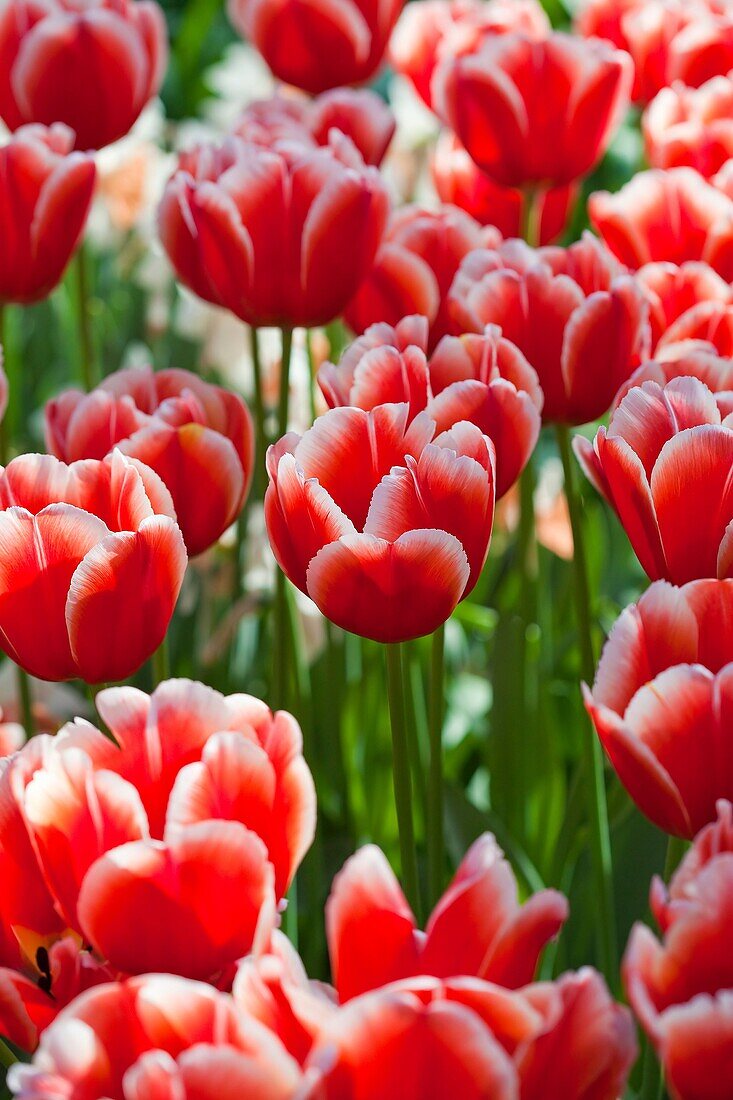 Red Tulip Fields, Netherlands