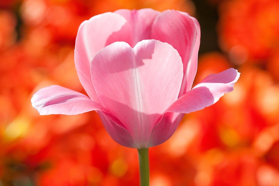 Pink Tulip in a Red Field, Netherlands