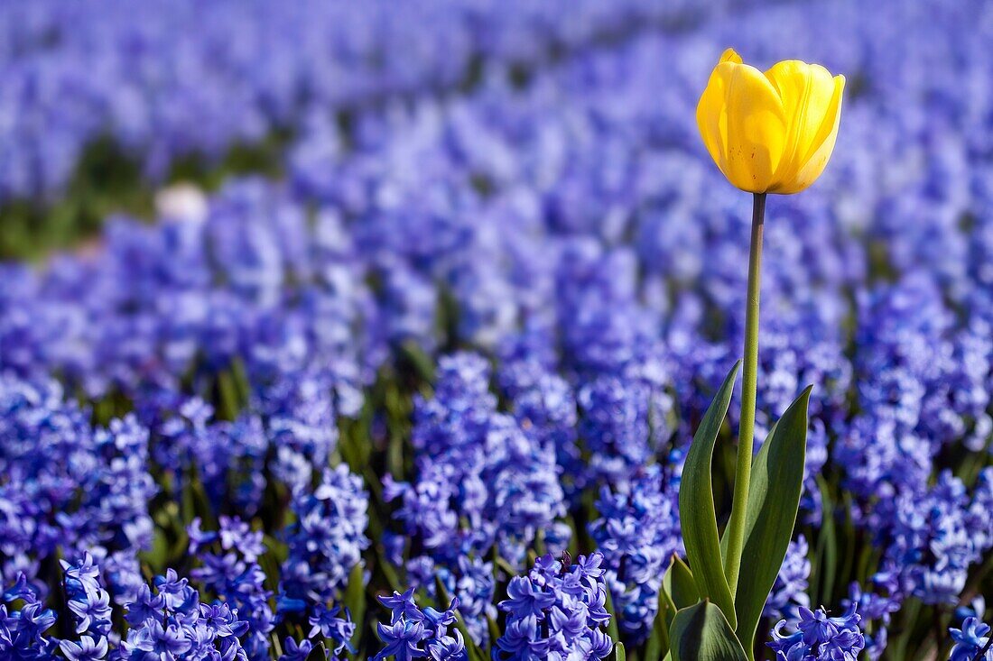 Yellow Tulip in Hyacinths Field, Netherlands