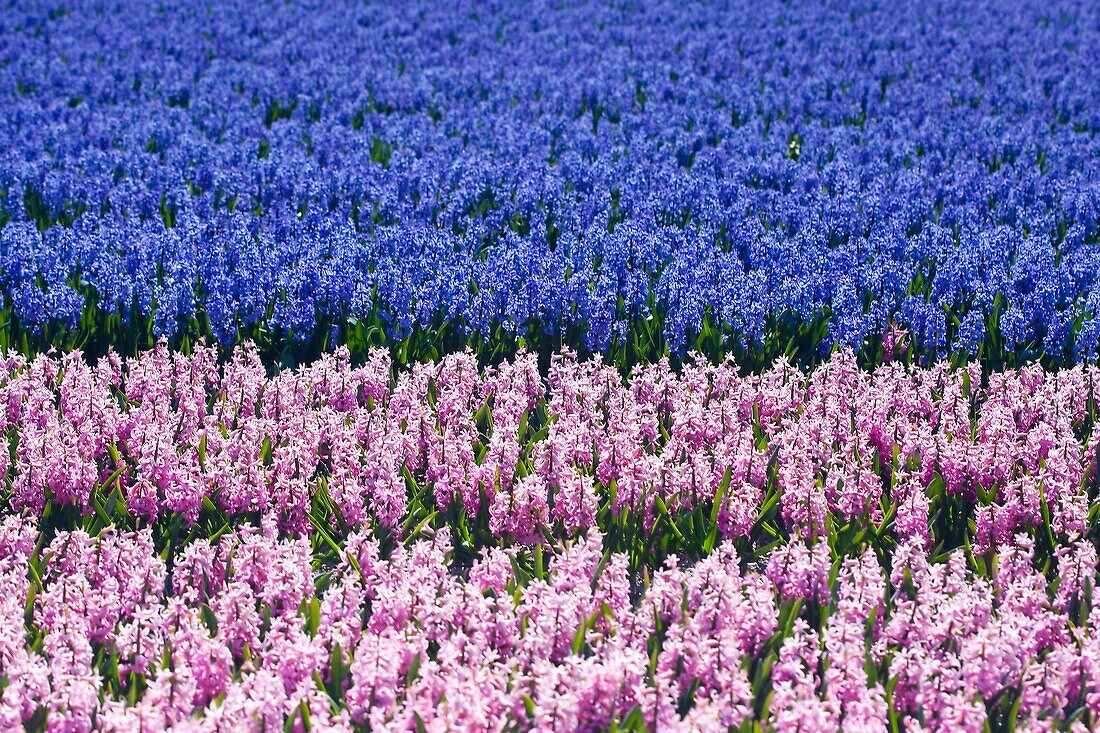 Hyacinths Fields, Netherlands