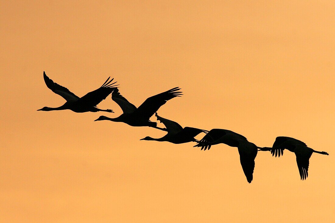 Israel, Hula Valley, silhouette of five Grey Cranes Grus grus flying at sunset winter February 2008