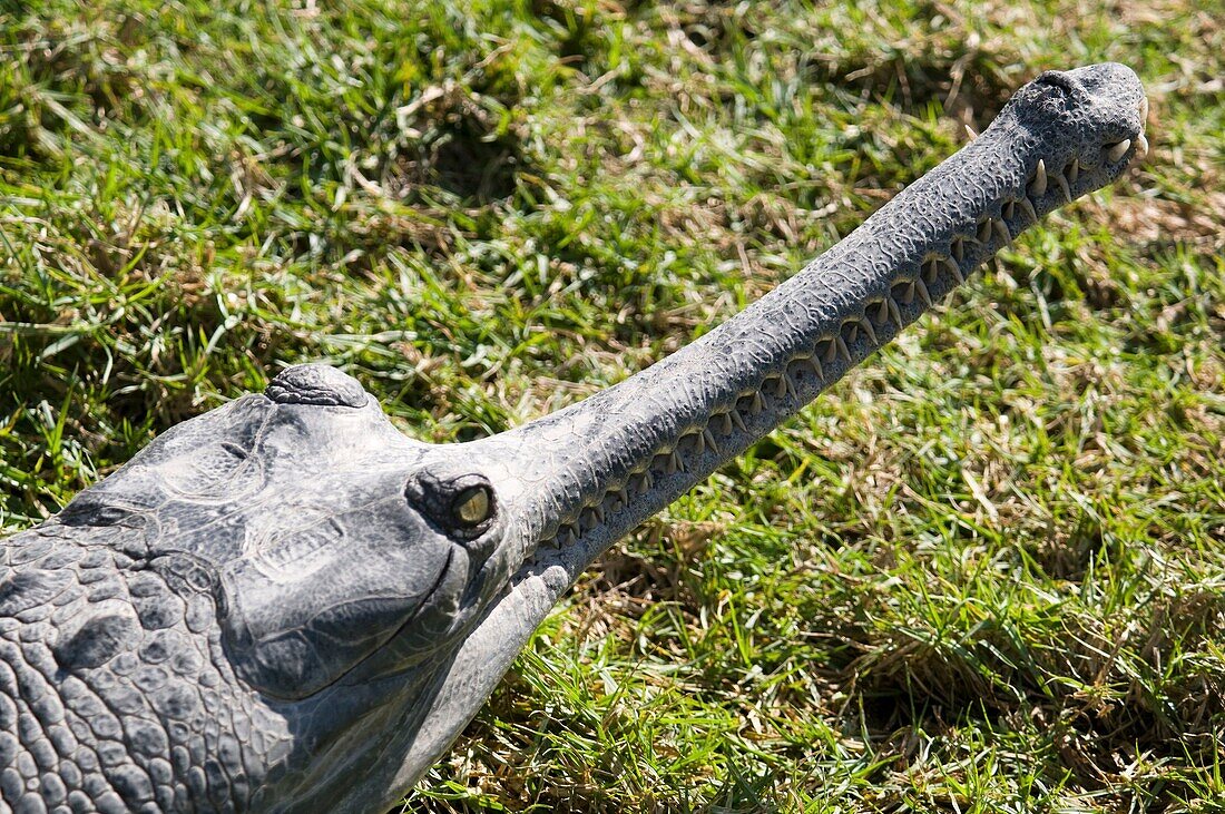 Israel, Golan Heights, Hamat Gader Crocodile farm Slender-snouted crocodile Crocodylus cataphractus