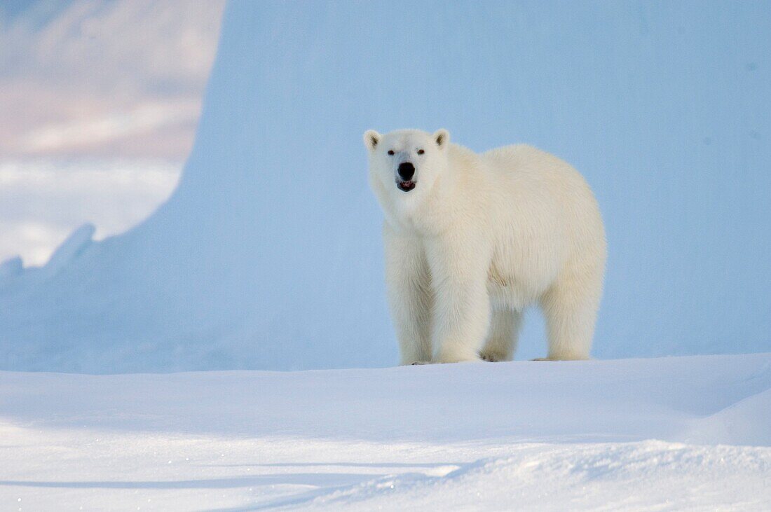 Female polar bear standing and scenting the air