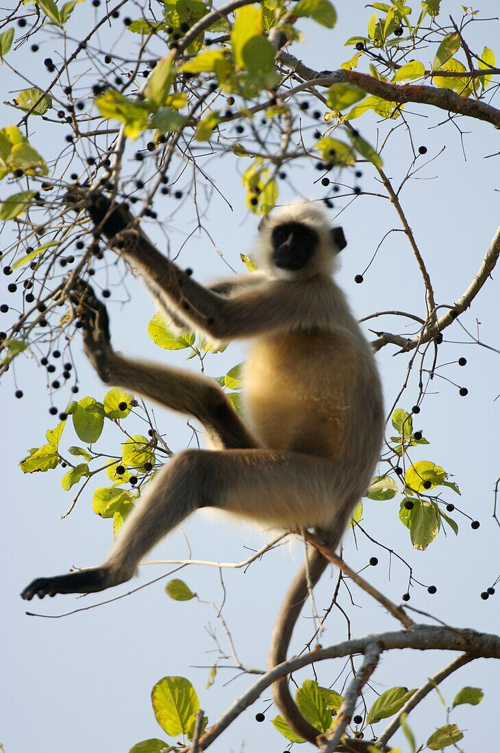 Panna National Park, Madhya Pradesh, India 0207 Common langur monkey alerts the rest of the forest to the tiger's presence by calling Sounds like a man clearing his throat to spit AKA Gray langur or Hanuman langur Feeding on berries