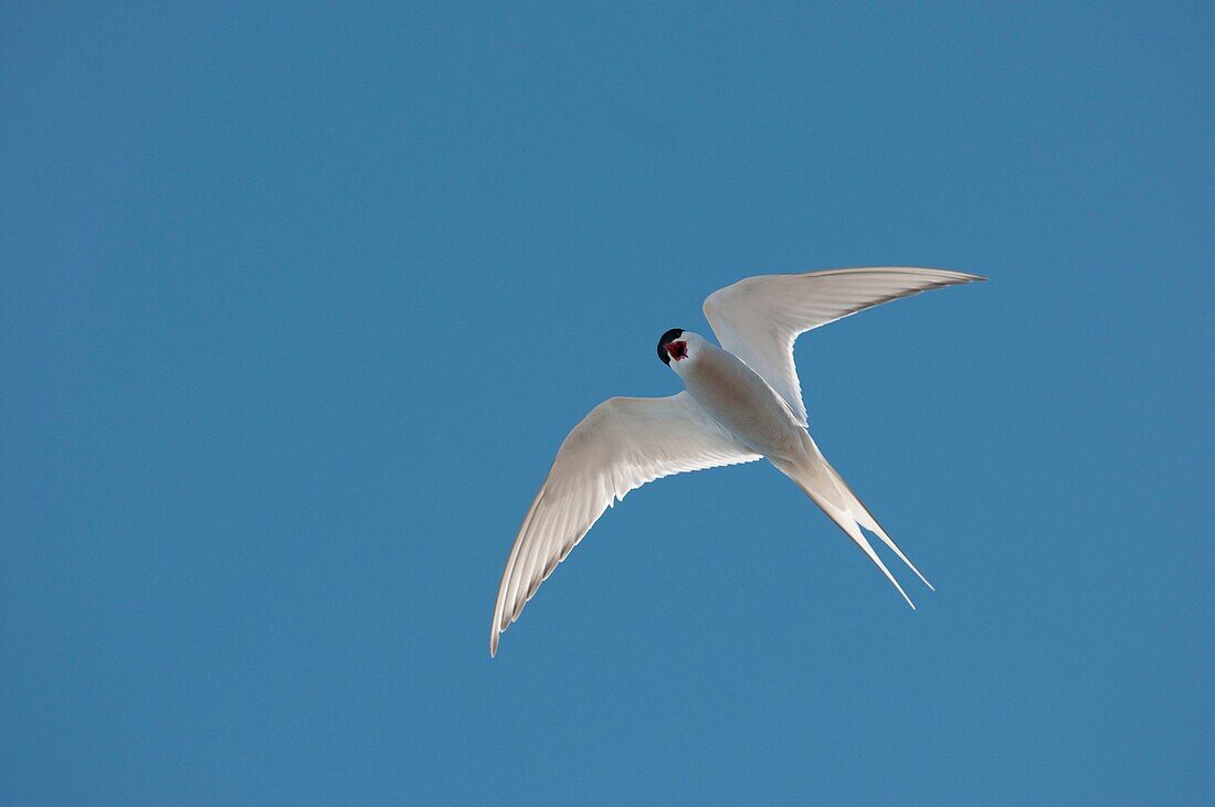 Arctic July 10 - 20 2010 Hall Beach, Nunavut, Canadian High Arctic Arctic tern, Sterna paradisaea, in flight The birds have the longest known migration of any bird, flying between their ARctic summer breeding grounds and the other end of the planet in An