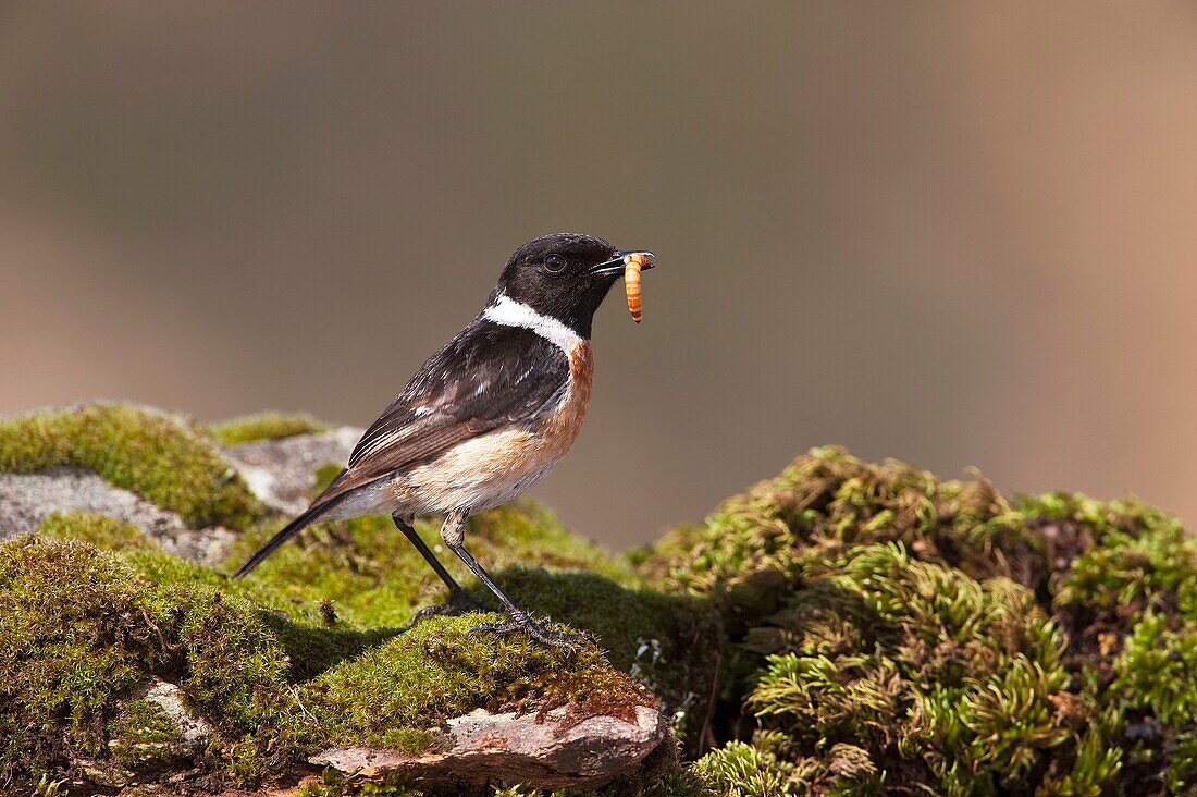 Common Stonechat (Saxicola torquata). Natural Park of Aracena and Picos de Aroche. Huelva. Andalucia. Spain