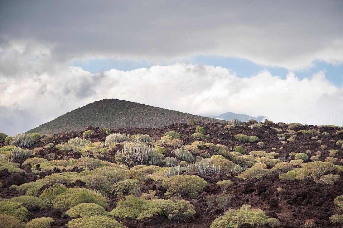 Special Nature Reserve Güímar badlands. Tenerife. Canary Islands. Spain
