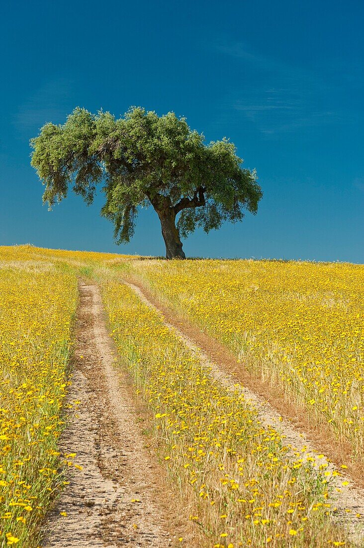 Encina lonely field of yellow flowers. Dehesa clarified. Estremadura. La Serena. Badajoz. Spain.