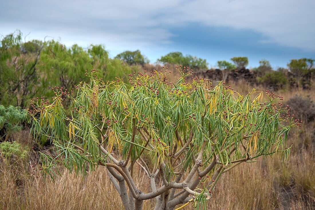 Flora and landscape of the Canary Islands. Special Nature Reserve Güímar badlands. Tenerife. Spain.