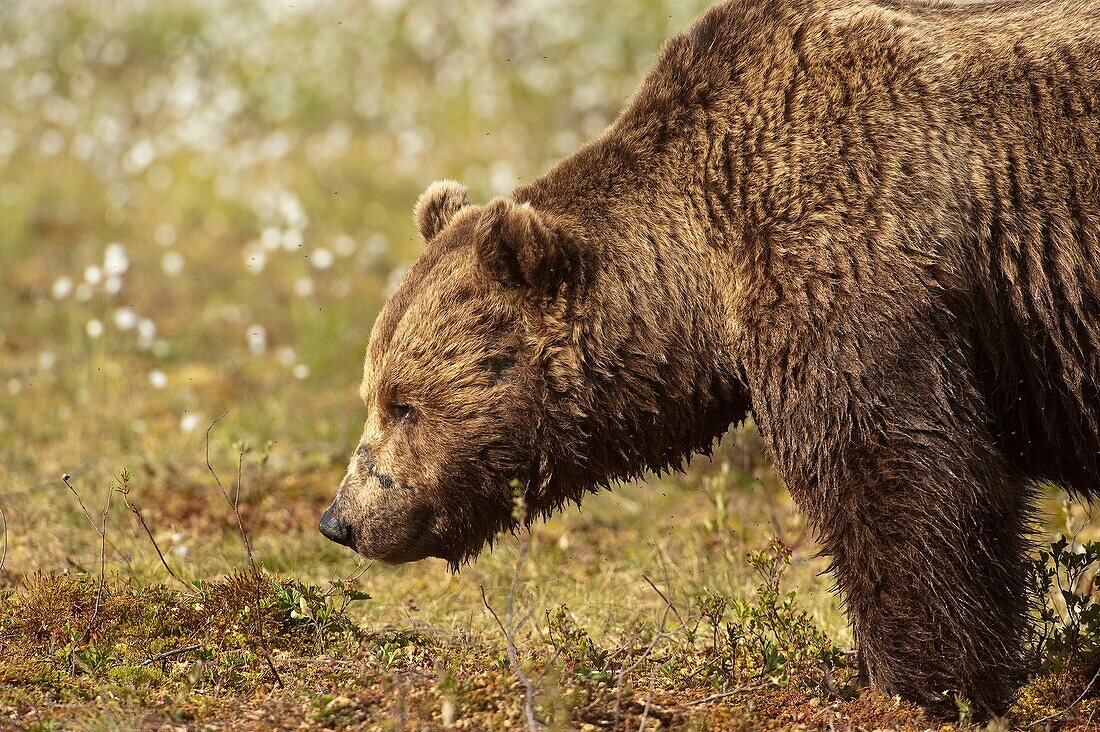 European brown bear Ursus arctos arctos. Finland. Scandinavia. Europe