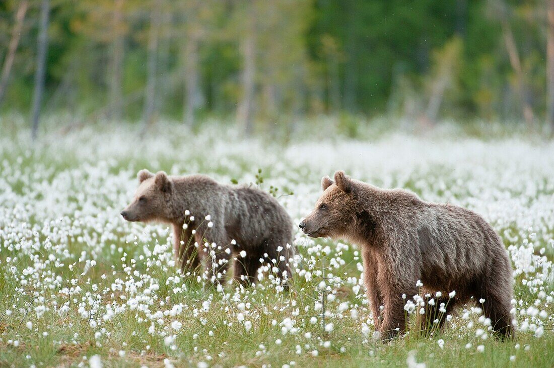 European brown bear Ursus arctos arctos in the field of Arctic cotton flower. Finland. Scandinavia. Europe