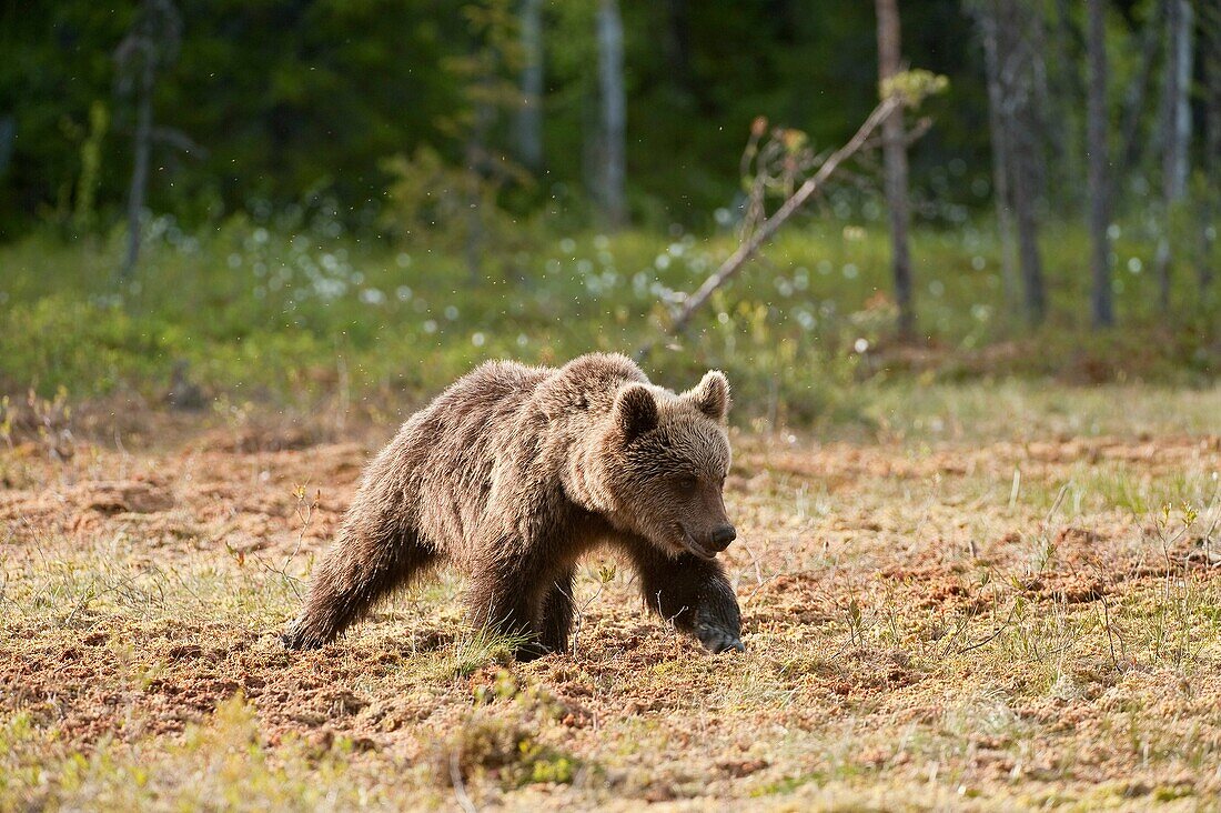 European brown bear Ursus arctos arctos. Finland. Scandinavia. Europe