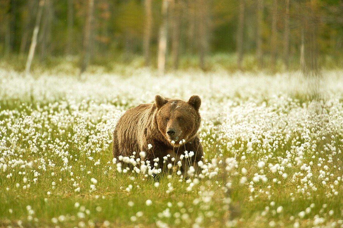 European brown bear Ursus arctos arctos in the field of Arctic cotton flower. Finland. Scandinavia. Europe