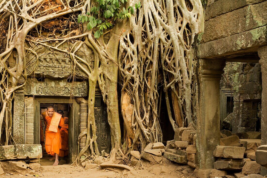 Ficus Strangulosa tree growing over a doorway in the ancient ruins of Ta Prohm at the Angkor Wat site in Cambodia