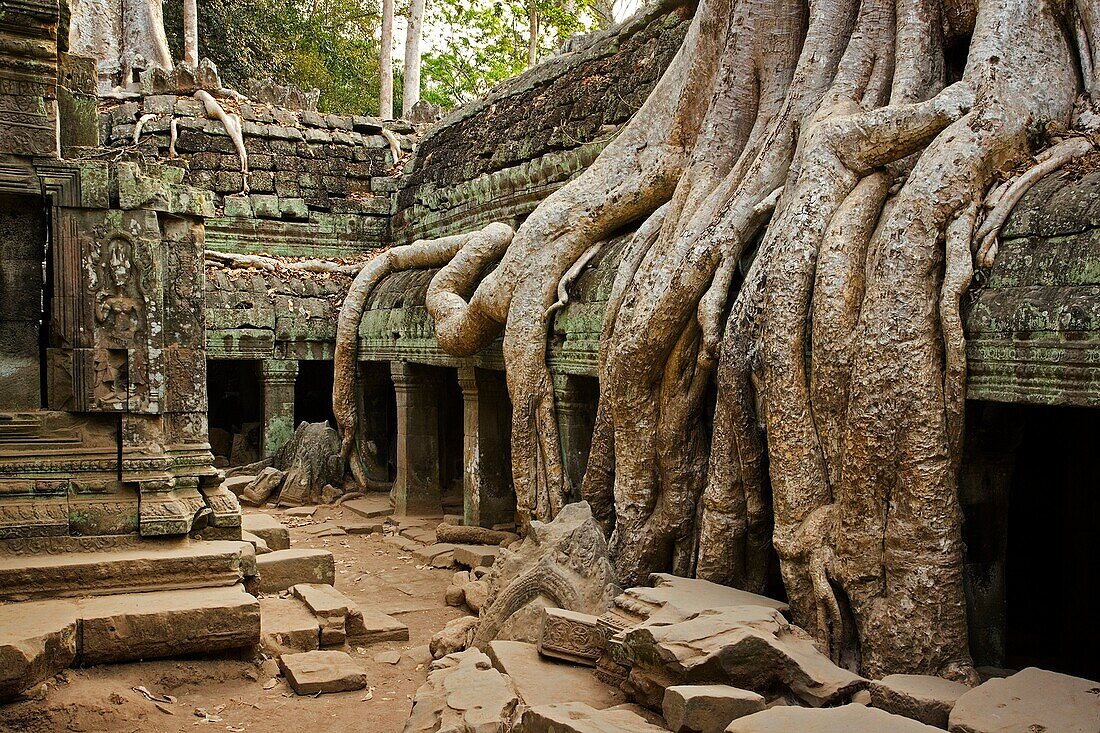 Ficus Strangulosa tree growing over a doorway in the ancient ruins of Ta Prohm at the Angkor Wat site in Cambodia