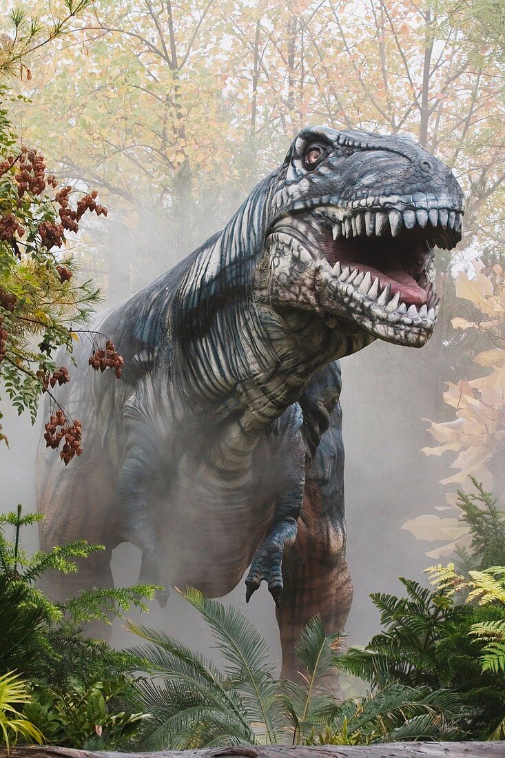 Tyrannosaurus from the late Cretaceous period Goes to a length of 40 feet and weighted upto 6 tons Could reach speeds of upto 25 miles per hour It was a meat eater Belonged to the Major group: Saurischians Lizard-hips Fossil site: United States
