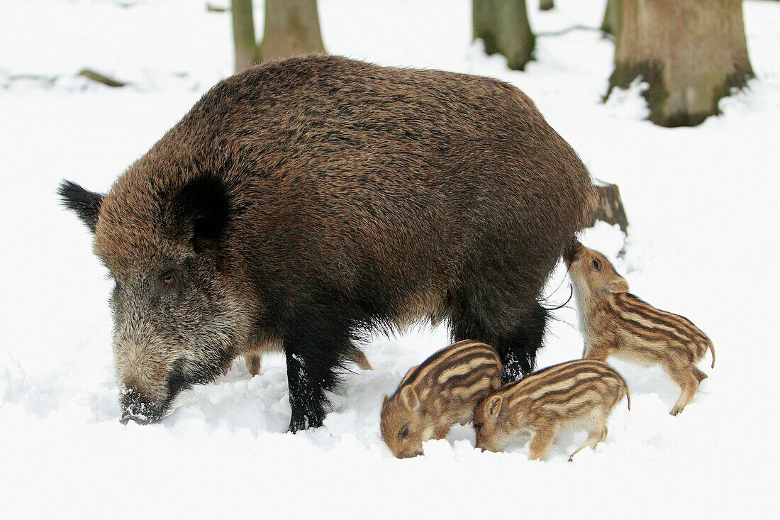 European Wild Pig or Boar Sus scrofa sow with piglets, winter, Germany