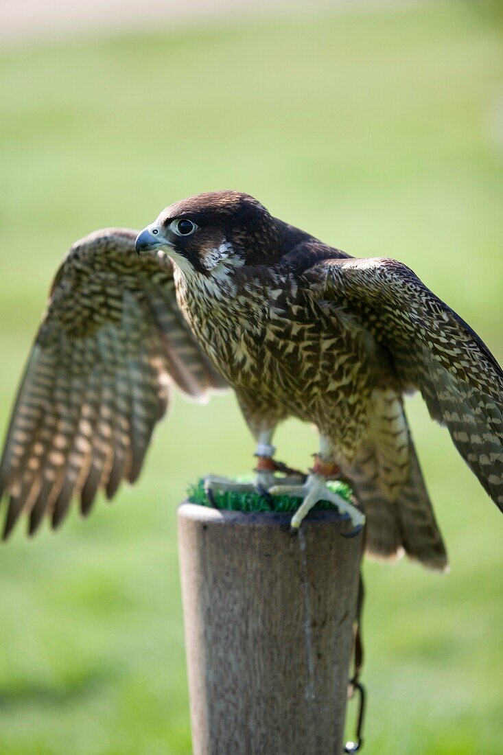 Peregrine Falcon or Duck Hawk Falco peregrinus Park of the Nature of Cabarceno Cabarceno, Cantabria, Spain