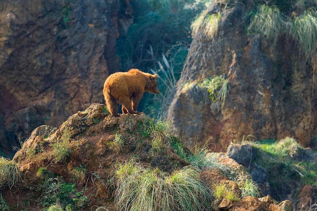 brown bear Ursus arctos Park of the Nature of Cabarceno Cabarceno, Cantabria, Spain