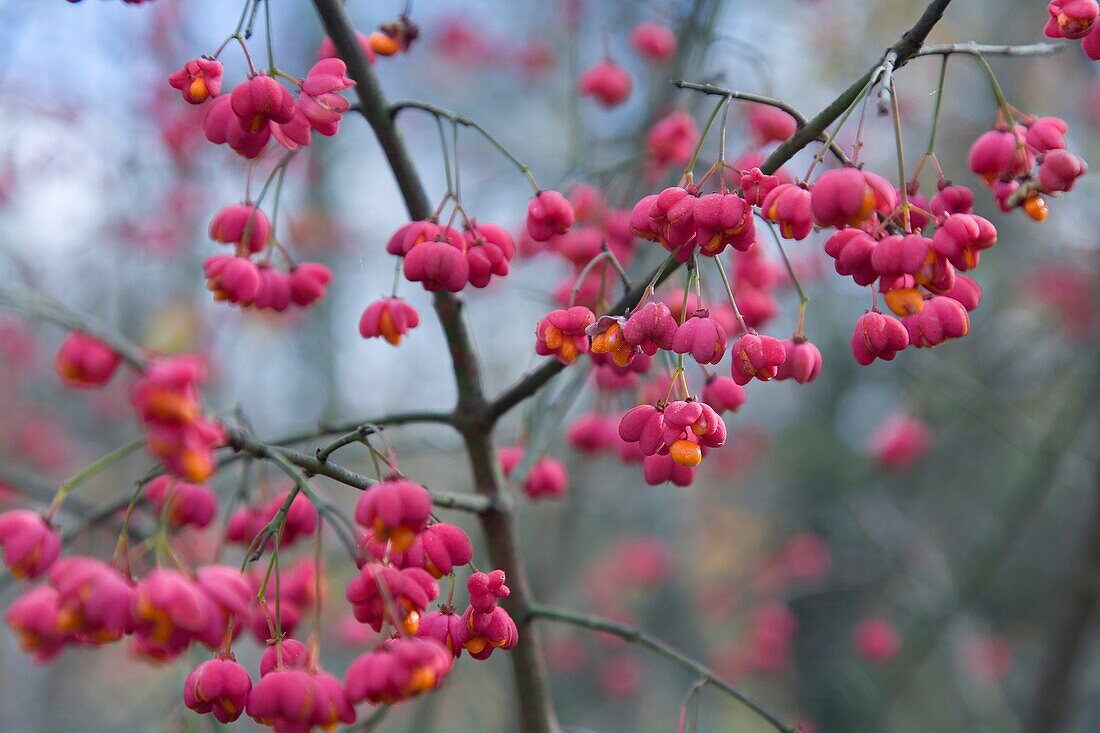European spindle or common spindle Euonymus europaeus on fruits