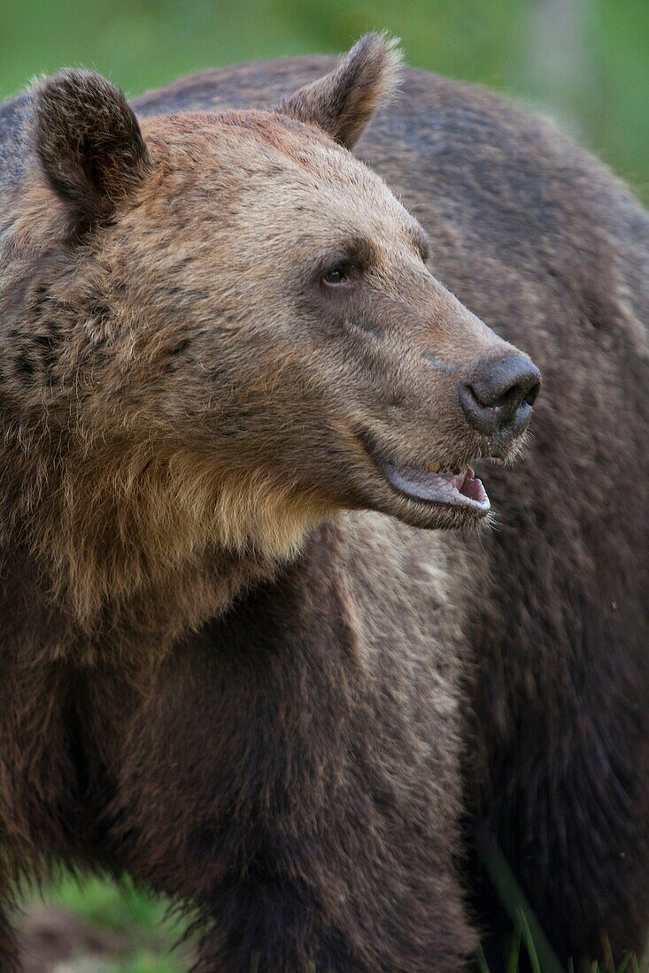 Brown bear -Ursus arctos-, Vartius, Finland. Wild animal under non-controlled conditions