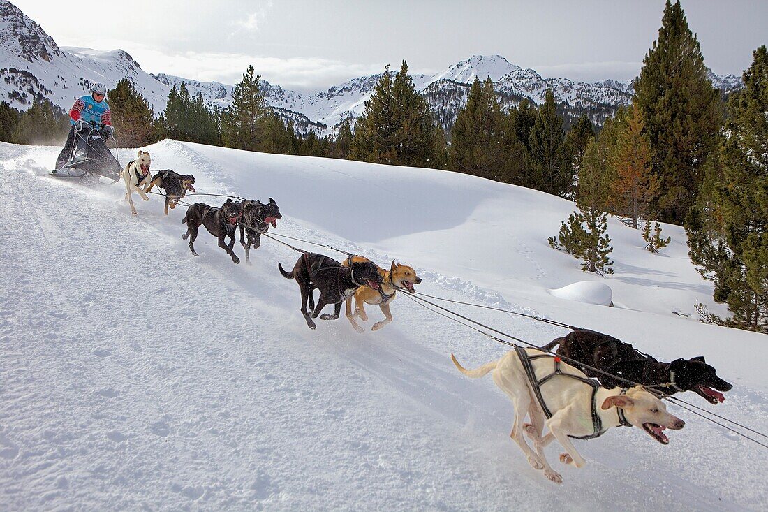 Pirena Sled dog race in the Pyrenees going through Spain, Andorra and France Grandvalira Andorra
