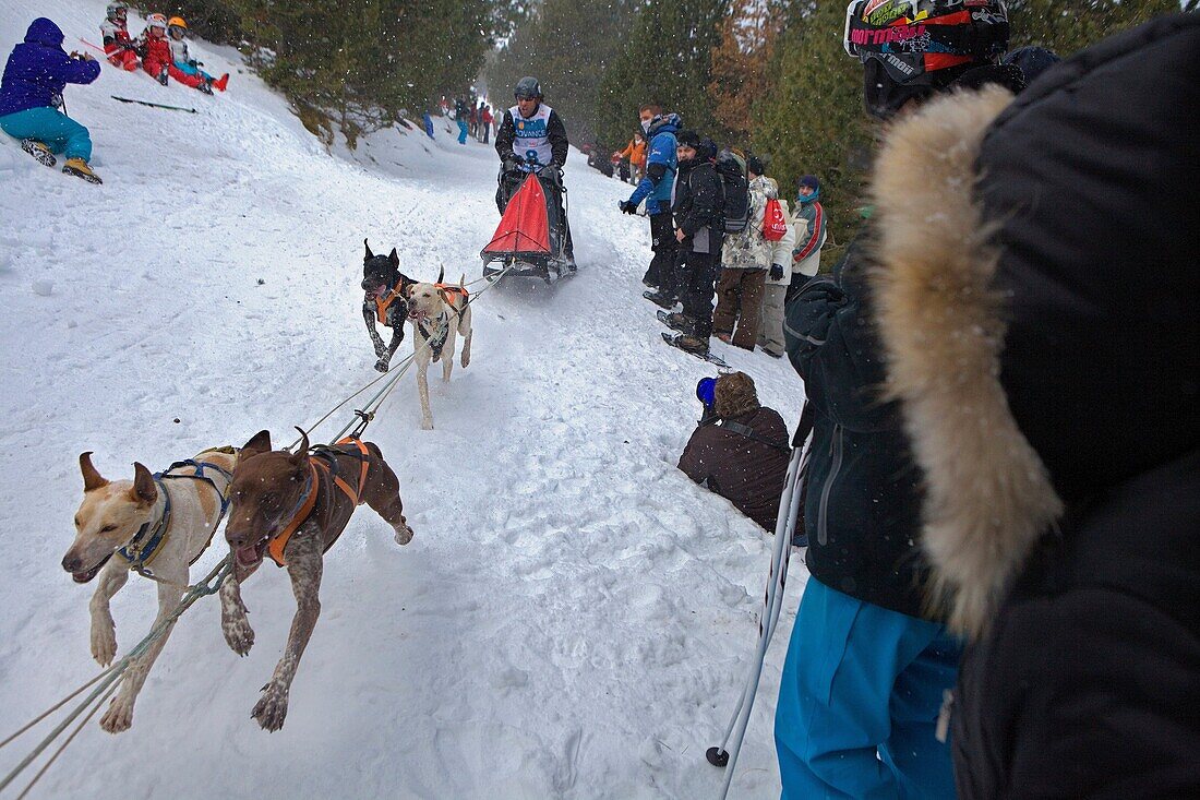 Pirena Sled dog race in the Pyrenees going through Spain, Andorra and France La Molina Girona Province Catalonia Spain