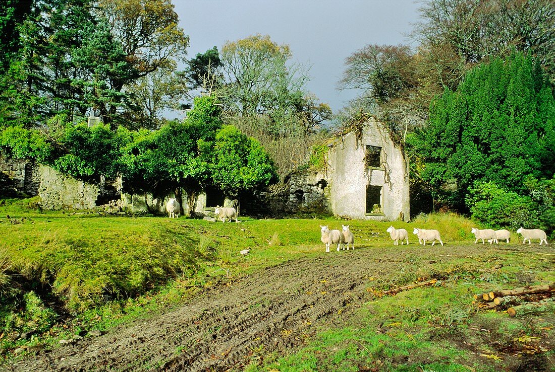 Sheep before derelict Anglo Irish estate house at Kippur in the Wicklow Mountains south of Dublin, Ireland