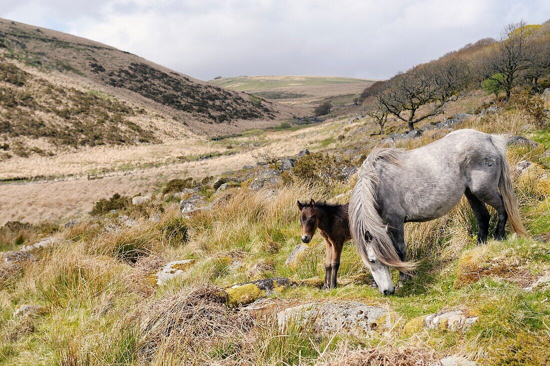 Dartmoor ponies, Dartmoor National Park, Devon, England Mare and foal Wistman's Wood in the West Dart Valley near Two Bridges