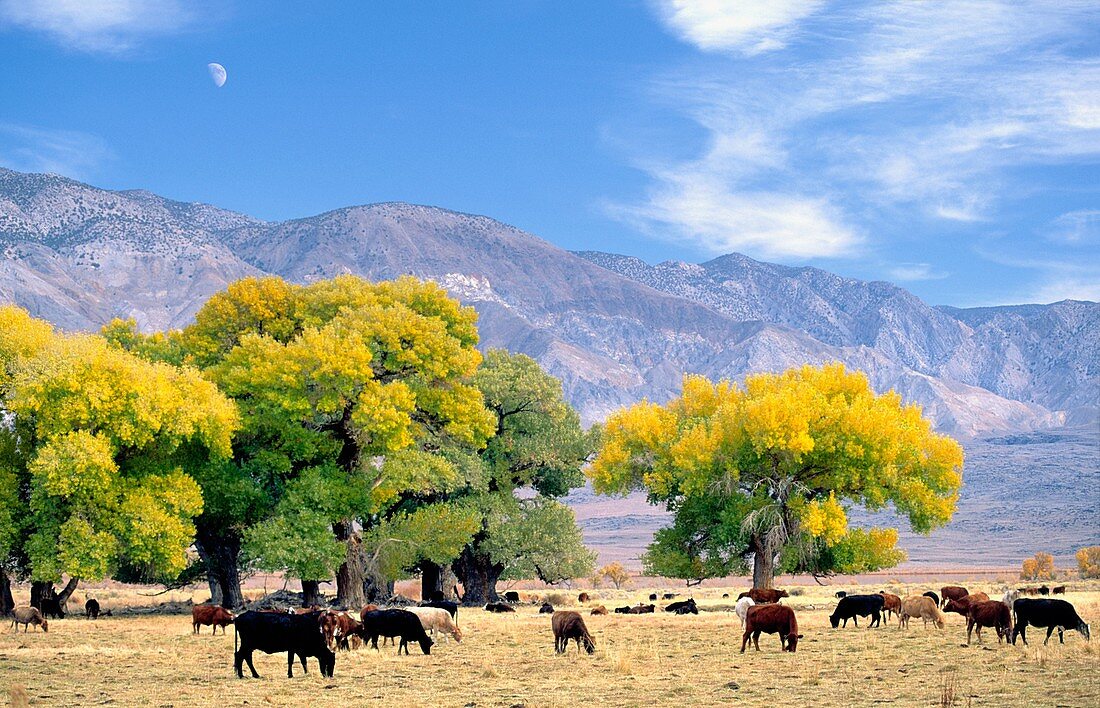 Inyo National Forest, California, USA Cattle grazing in meadow with Inyo Mountains behind with half moon rising Near Big Pine
