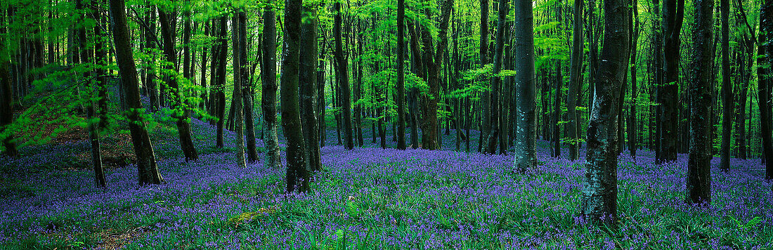 Bluebell woods, Batcombe, Dorset, UK - England