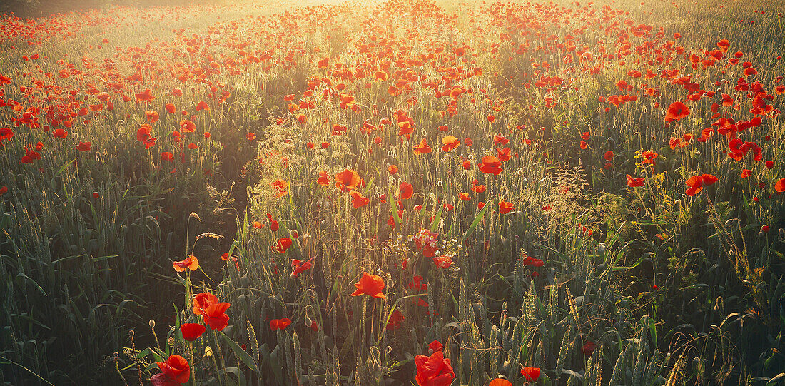 Poppies in wheat field at sunrise, Amiens, Picardy, France