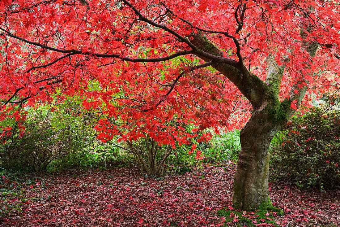 Maple Tree in Autumn colours, Guildford, Surrey, UK - England