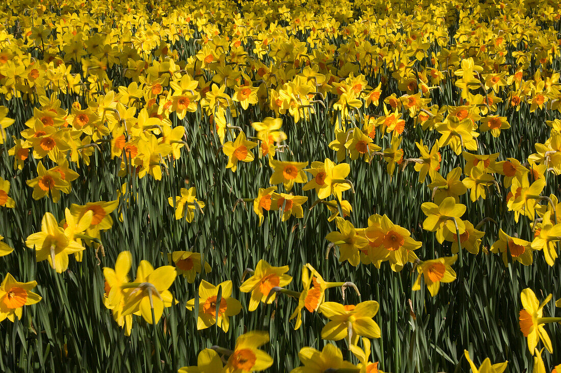 Field of daffodils, Flowers and Foliage, Natural World