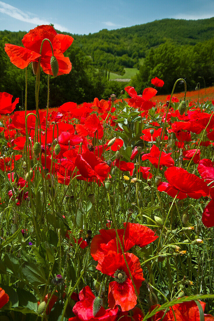 Poppies on hillside, Valnerina - near, Umbria, Italy