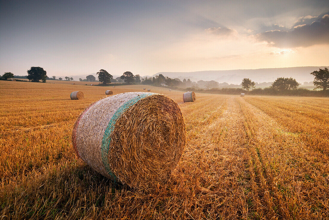 Circular hay bales in field, General, Devon, UK - England