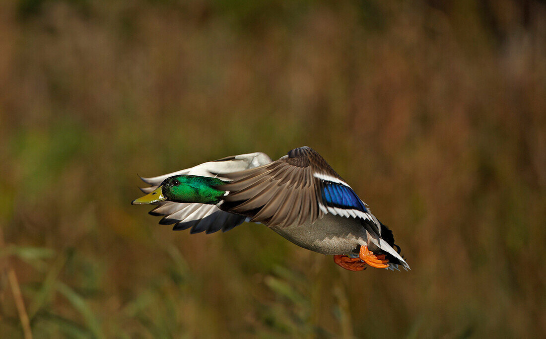 Male Mallard Duck in flight, Farnham, Surrey, UK - England
