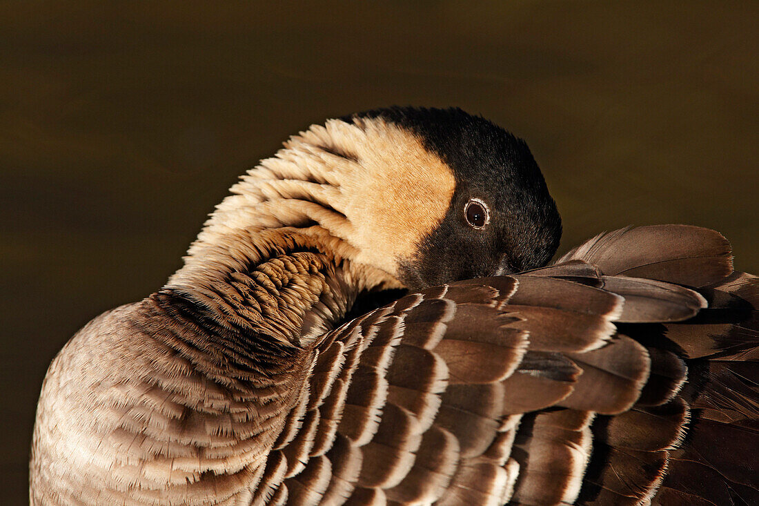 Nene Goose, Arundel, West Sussex, UK - England