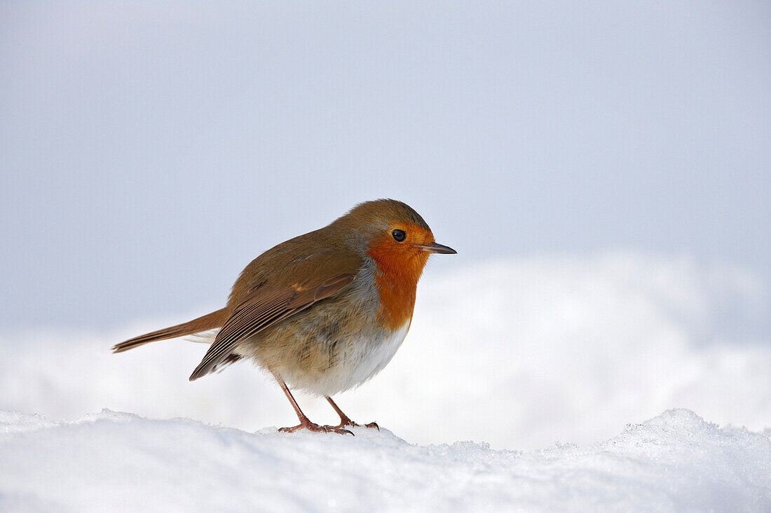 Robin in snow, Guildford, Surrey, UK - England