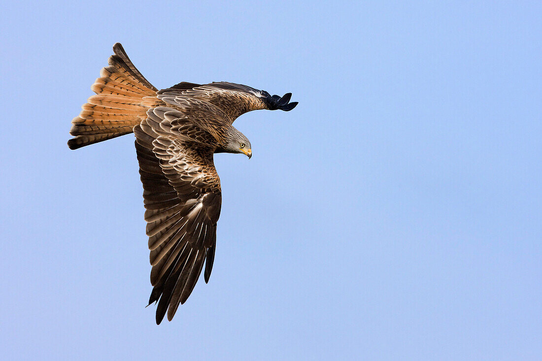 Red Kite flying, Rhayader, Powys, UK - Wales